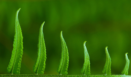 异国情调的蕨类植物