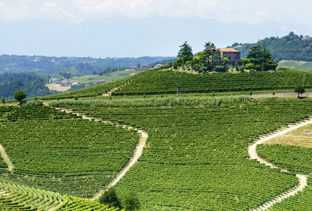 langhe 葡萄园