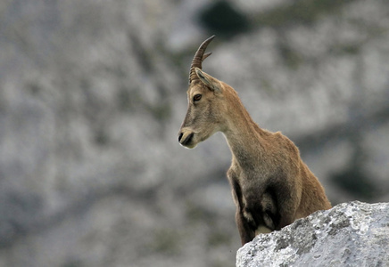 野生高山 ibexsteinbock