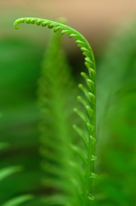 异国情调的蕨类植物