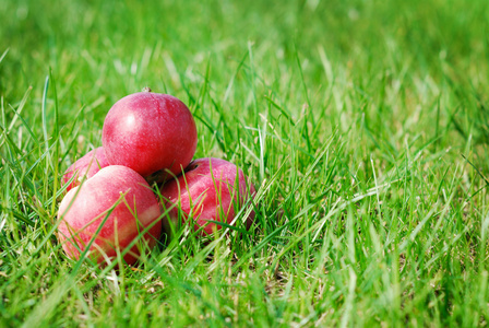 vegetorianstvo一群成熟的苹果草的背景上照片