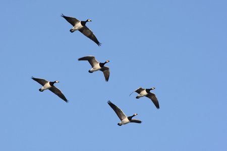 白额黑雁，branta leucopsis