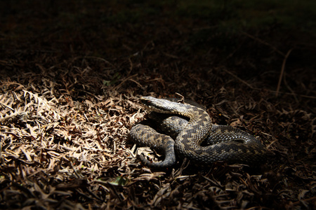 adder 蝰蛇伯瑞斯