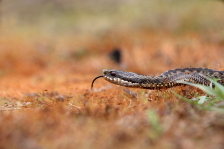 adder 蝰蛇伯瑞斯