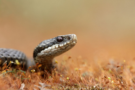 adder 蝰蛇伯瑞斯