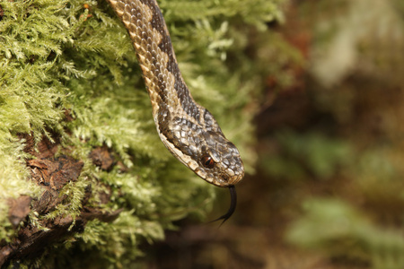 adder 蝰蛇伯瑞斯