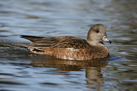 美国 wigeon，艾乃斯亚美利加