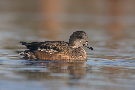 美国 wigeon，艾乃斯亚美利加