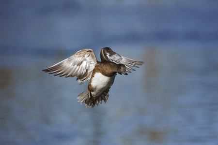 美国 wigeon，艾乃斯亚美利加