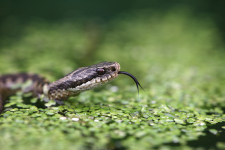 adder 蝰蛇伯瑞斯