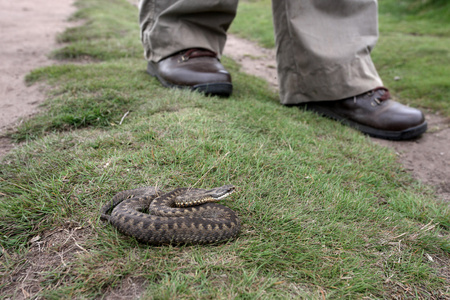 adder 蝰蛇伯瑞斯