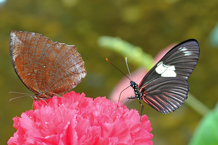色彩缤纷的蝴蝶在花上