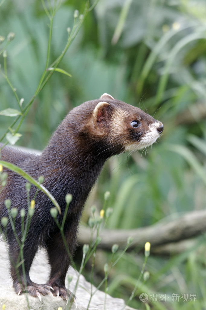 臭鼬putoriusputorius