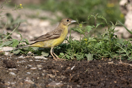 黑领导彩旗 鸣 melanocephala