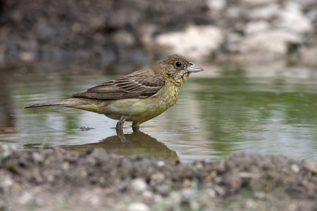 黑领导彩旗 鸣 melanocephala