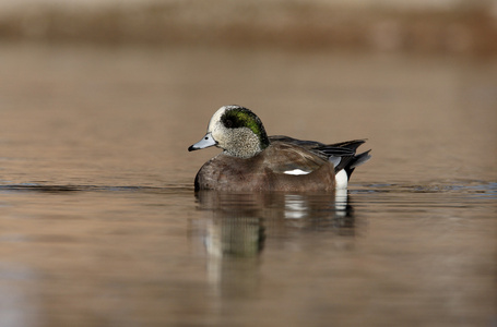 美国 wigeon，艾乃斯亚美利加