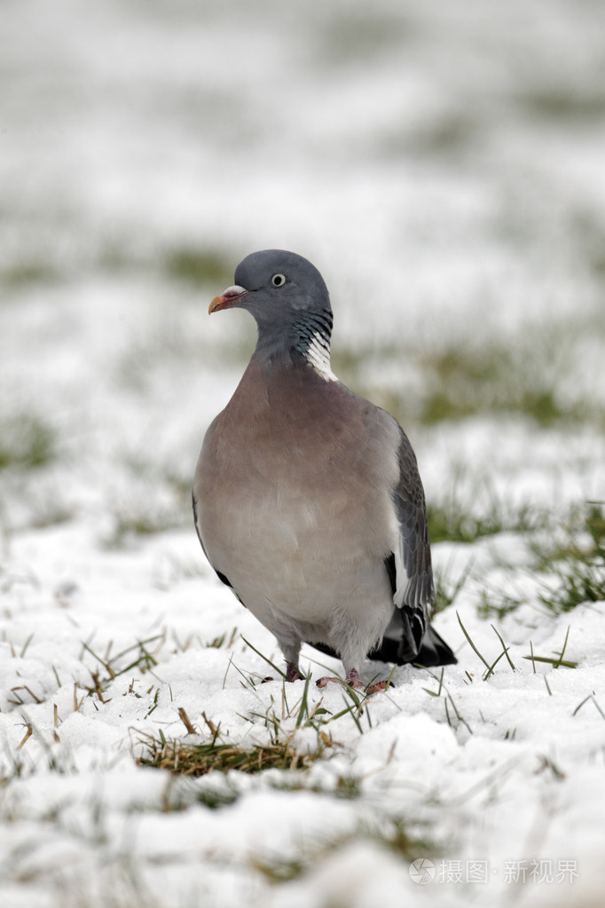 木头鸽子天鸽座palumbus
