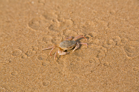 在海边上的宝贝蟹