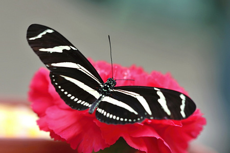 黑白色蝴蝶在红色康乃馨