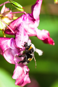蜜蜂授粉的花