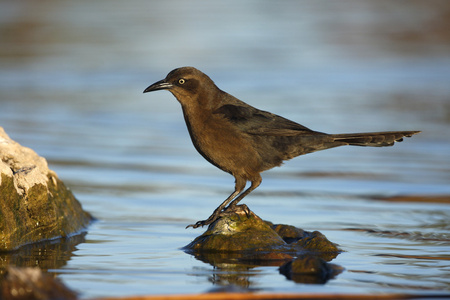 大尾鹩哥，quiscalus mexicanus