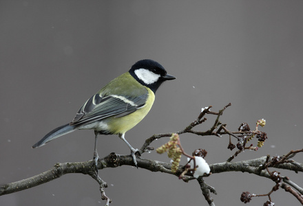 大山雀，parus 主要