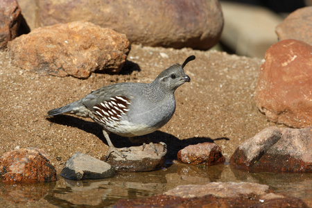 gambels 鹌鹑，callipepla gambelii