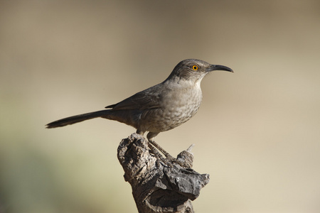 曲线记帐舍，toxostoma curvirostre