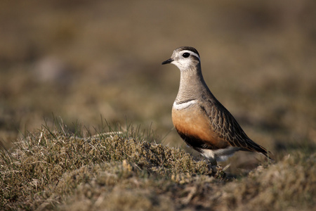 dotterel，charadius morinellas