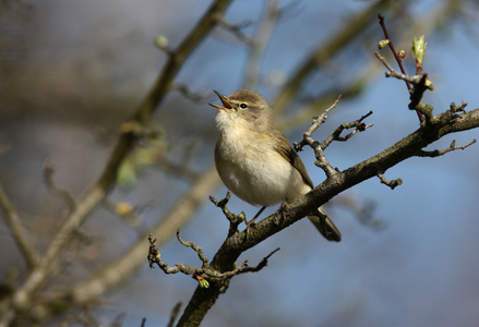 chiffchaff，phylloscopus collybita