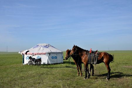 内蒙古呼伦贝尔草原参加饮茶 naadam 蒙古牧民意愿