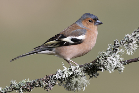 燕雀，fringilla coelebs