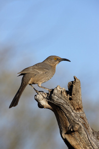 曲线记帐舍，toxostoma curvirostre