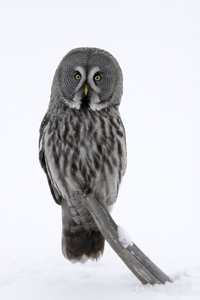 大灰色猫头鹰strix猫科