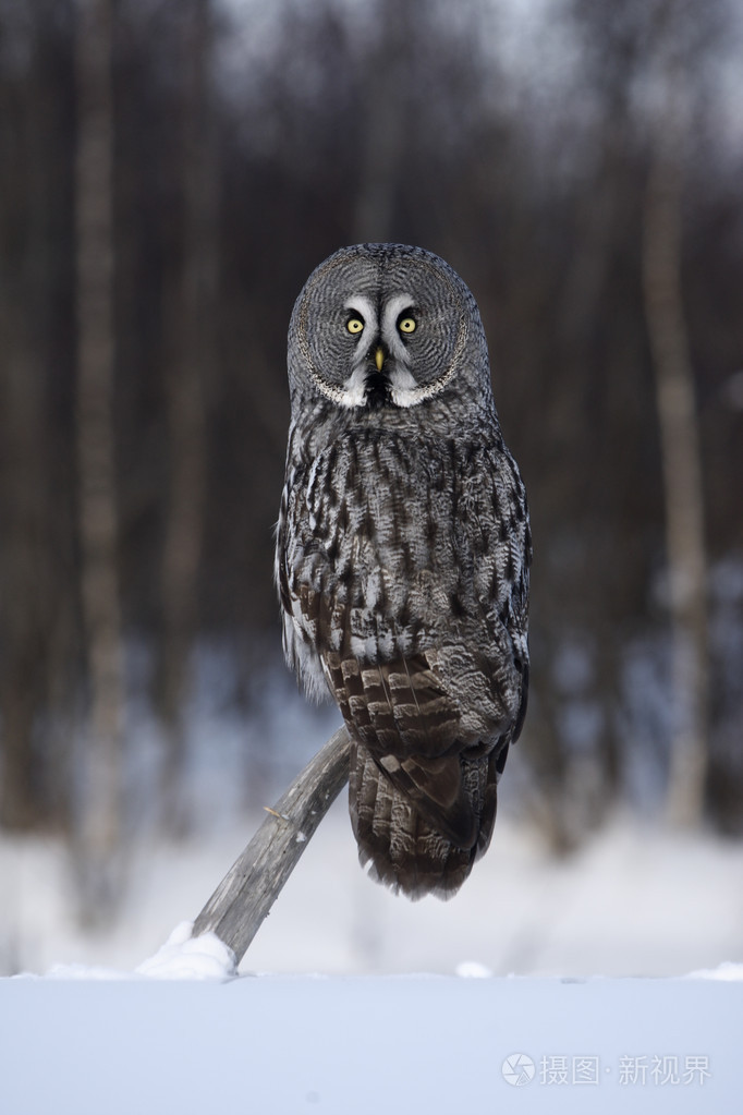 大灰色猫头鹰strix猫科