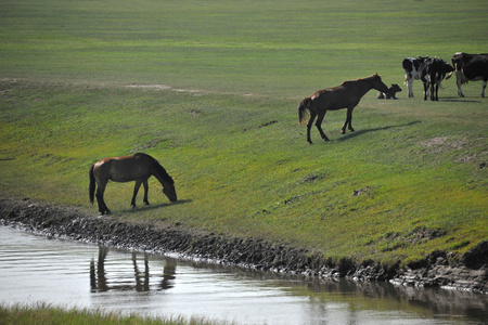 内蒙古呼伦贝尔市中国第一曲水mergel 河，金帐汗国蒙古部落草原羊 马 牛