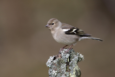 燕雀，fringilla coelebs