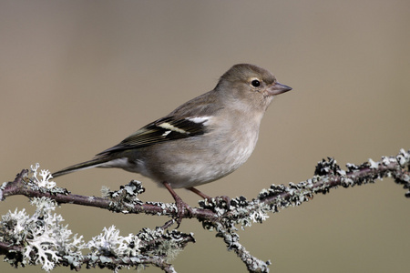 燕雀，fringilla coelebs