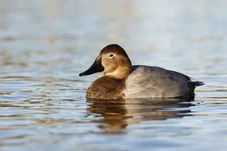 canvasback，由天 valisineria