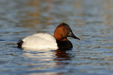 canvasback，由天 valisineria