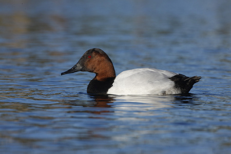 canvasback，由天 valisineria