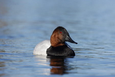 canvasback，由天 valisineria