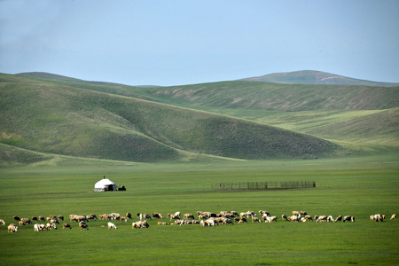 内蒙古呼伦贝尔市中国第一曲水mergel 河，金帐汗国蒙古部落草原羊 马 牛