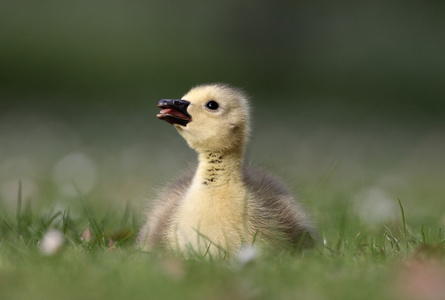 加拿大鹅，branta 黄花