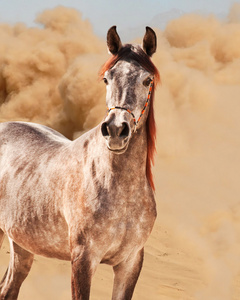 马在沙漠中运行