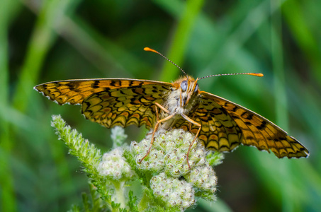 melitaea 菲比在花上