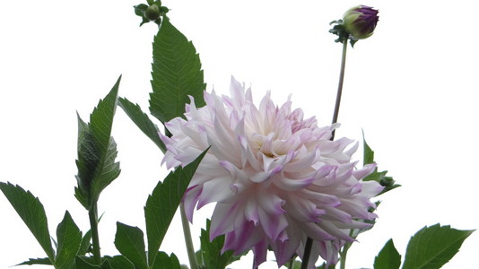 Dvoutnov dahlia na blm pozad