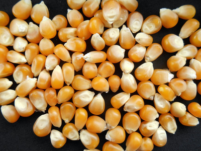 玉米籽粒