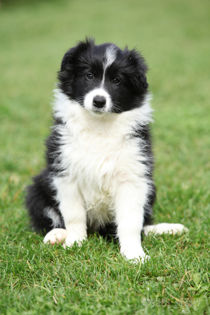 华丽的边境牧羊犬坐的小狗