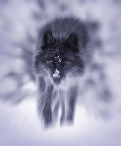 霸气孤独狼图片